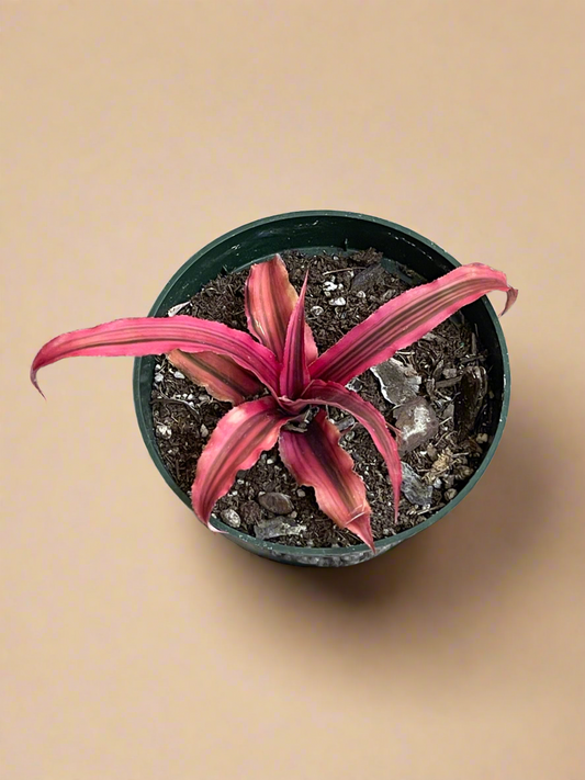 4.5” Red Cryptanthus - Earth Star