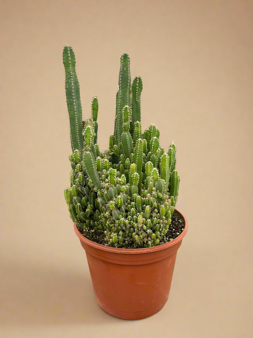 Fairy Castle Cactus
