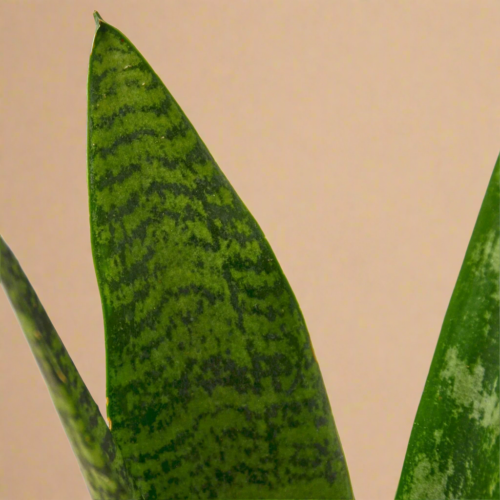 Snake Plant 'Zeylanica'