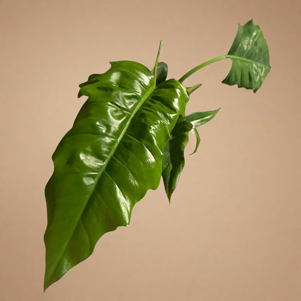 4” Philodendron ‘Jungle Boogie’