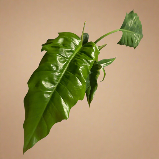 4” Philodendron ‘Jungle Boogie’