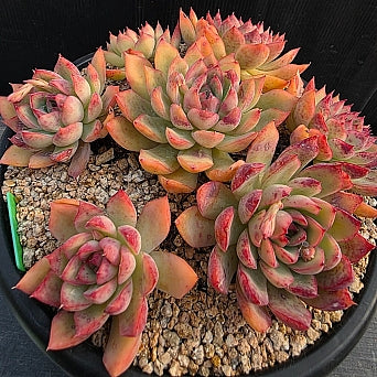 Echeveria Pulidonis