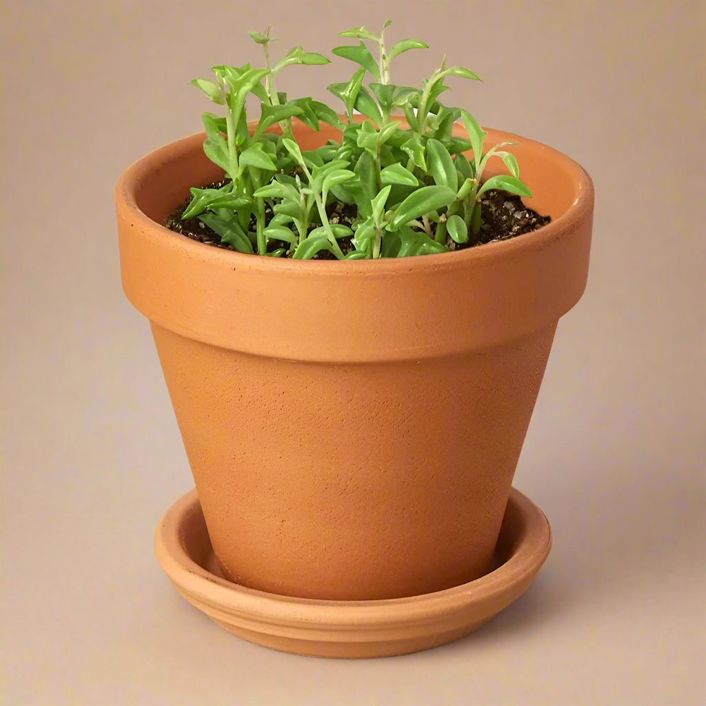 String of Dolphins - Senecio Peregrinus
