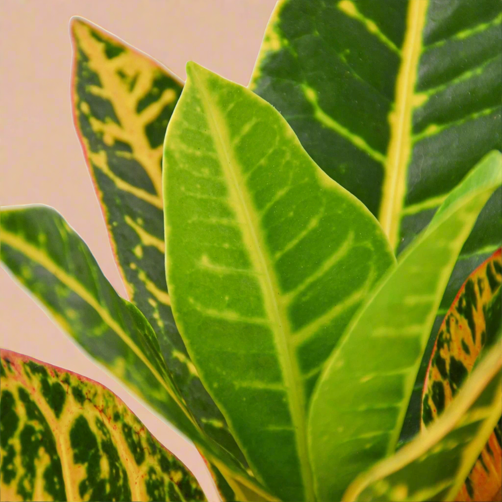 Croton Petra 'Joseph's Coat'