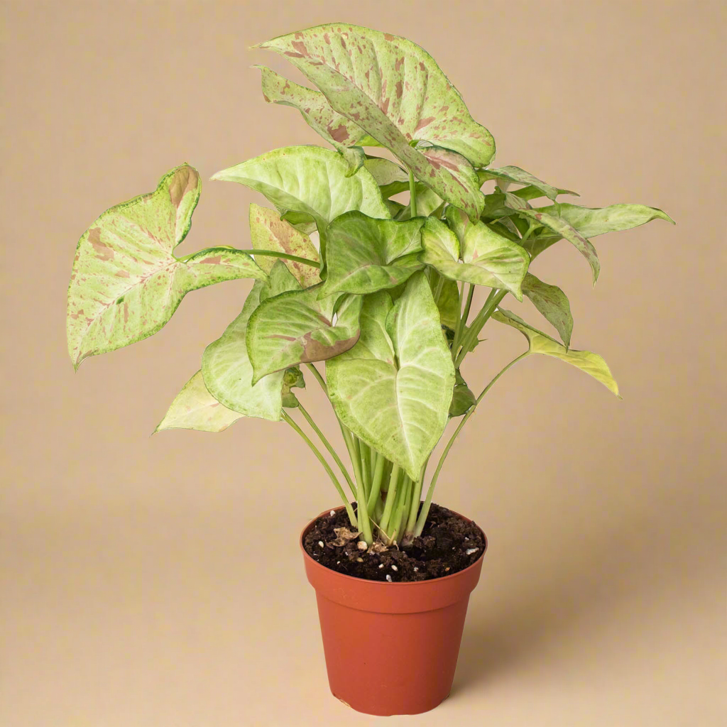 Syngonium 'Confetti'