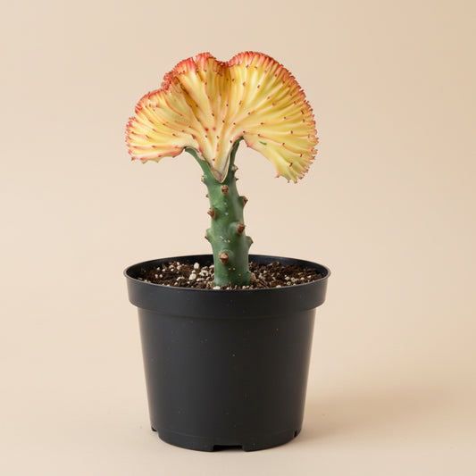 Mermaid Tail Coral Cactus – Euphorbia Lactea Cristata 8” pot