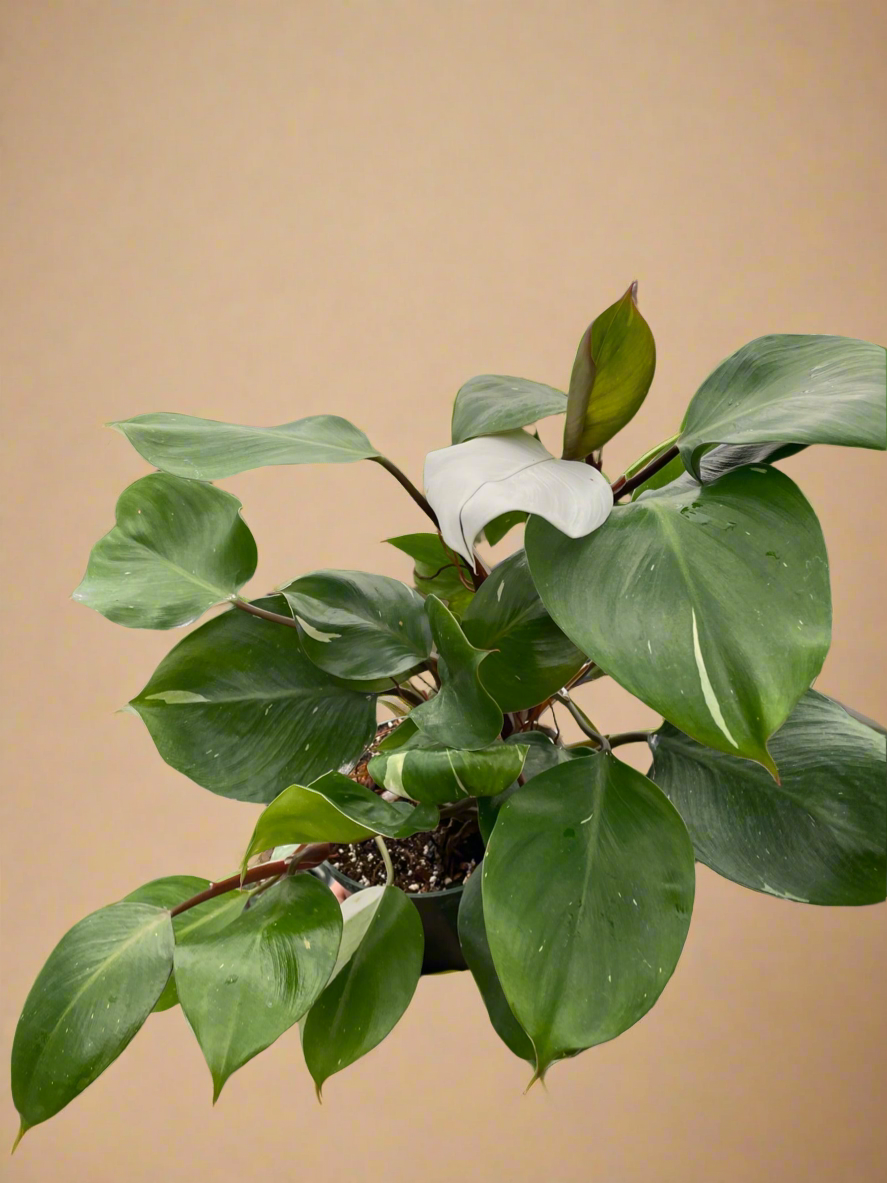 Philodendron 'White Knight'