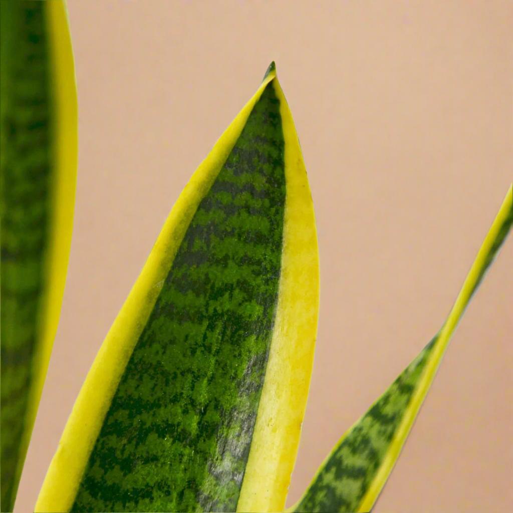 Snake Plant Laurentii