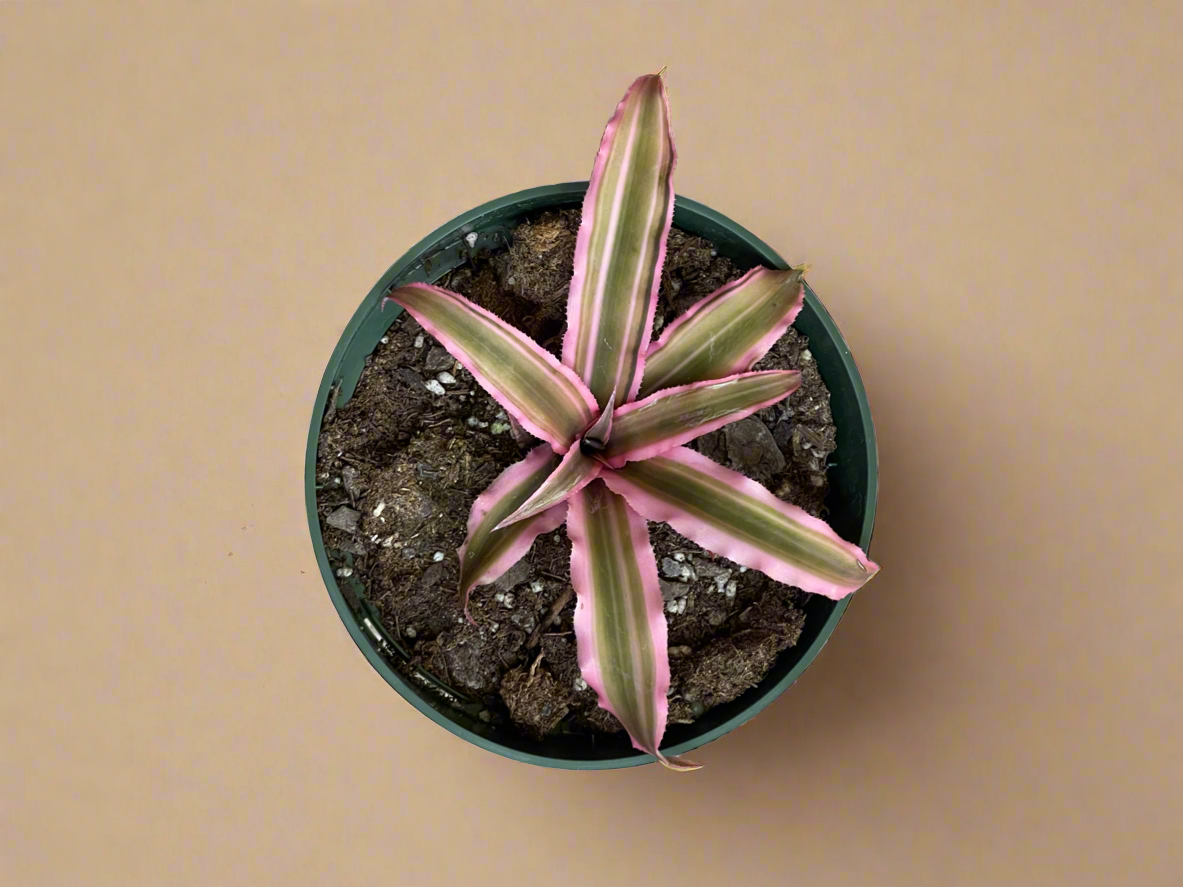 4.5” Pink Cryptanthus - Earth Star