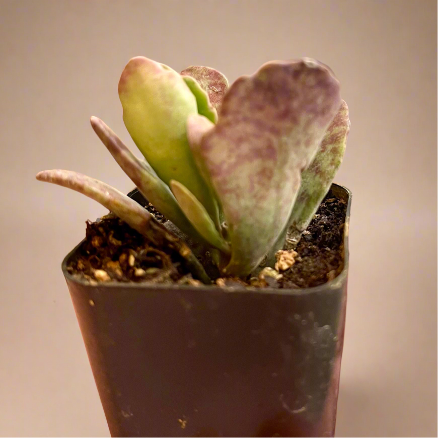 Kalanchoe Humilis ‘Desert Surprise’