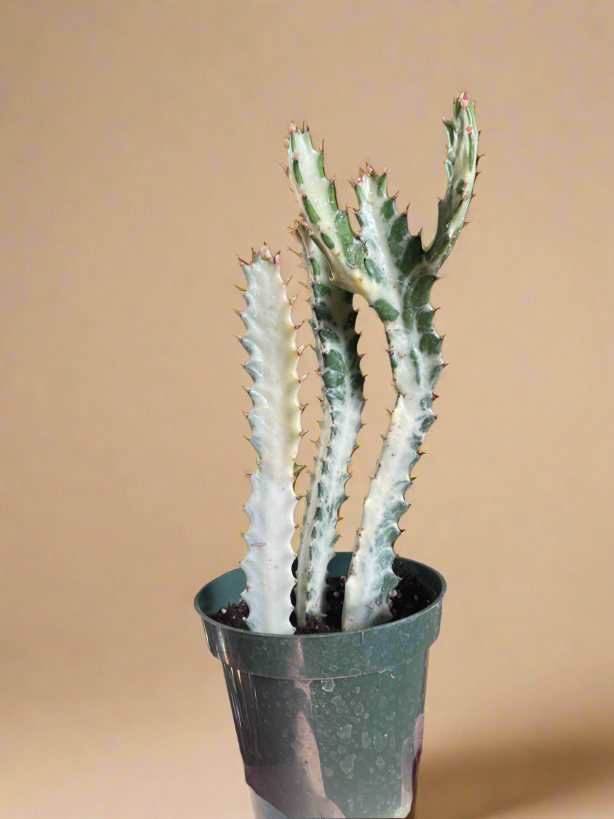 Euphorbia Dragon Bone Ghost Cactus