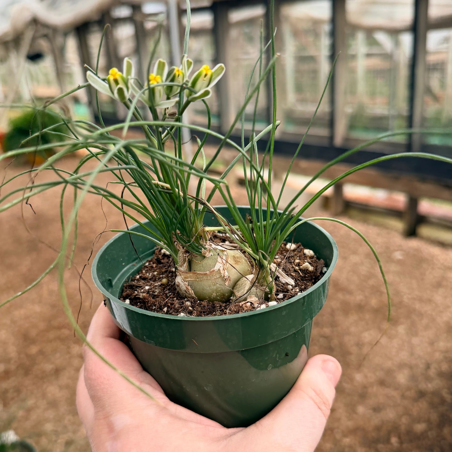 Climbing Onion (Bowiea volubilis)