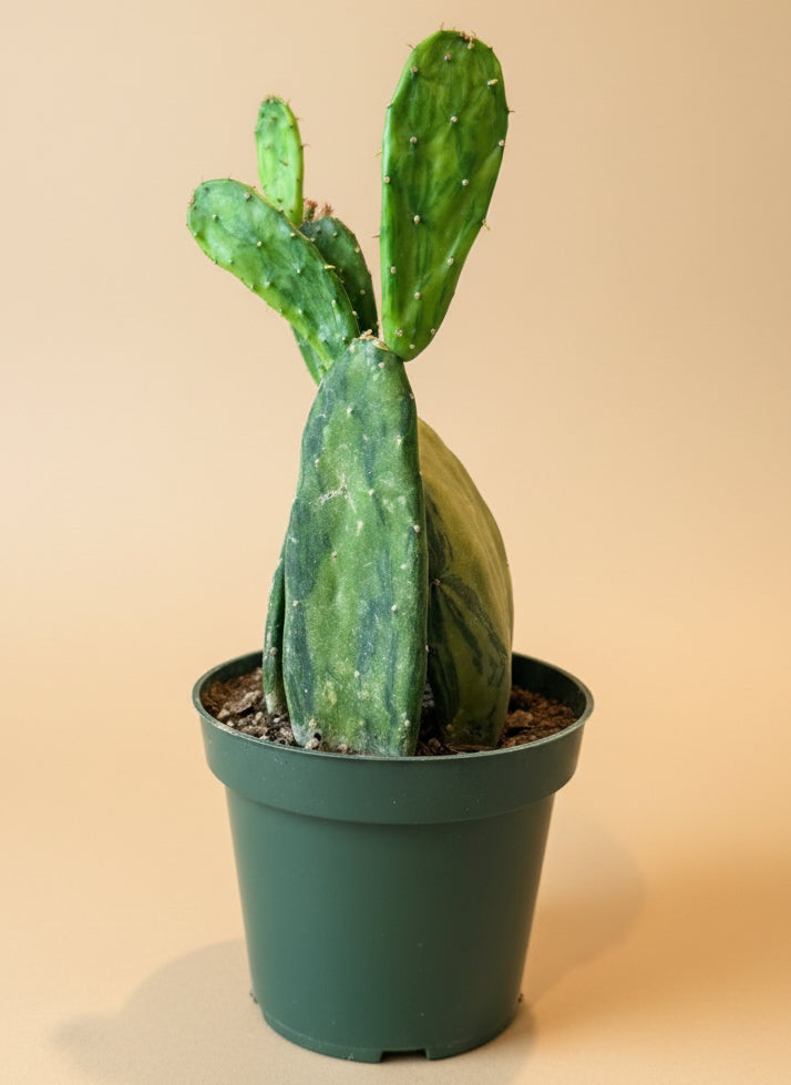 Variegated optunia cactus plant in a 4.5” nursery pot on a beige background
