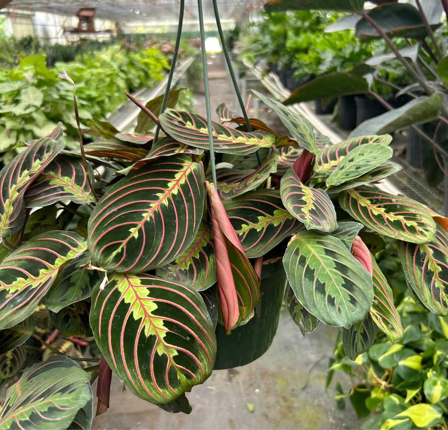 Maranta Red Vein Red Prayer