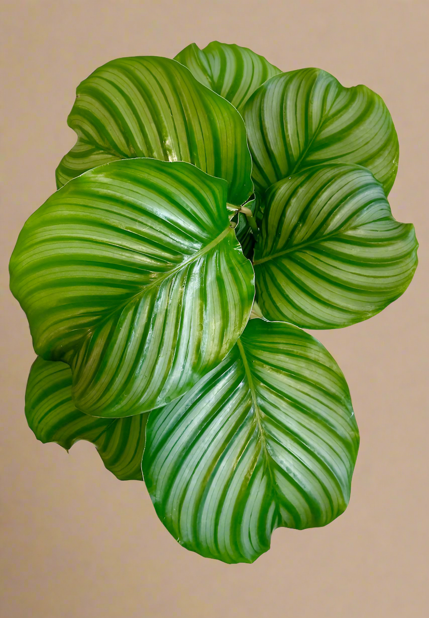 Calathea 'Orbifolia'