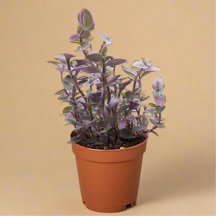 Tradescantia Callisia 'Pink Panther'