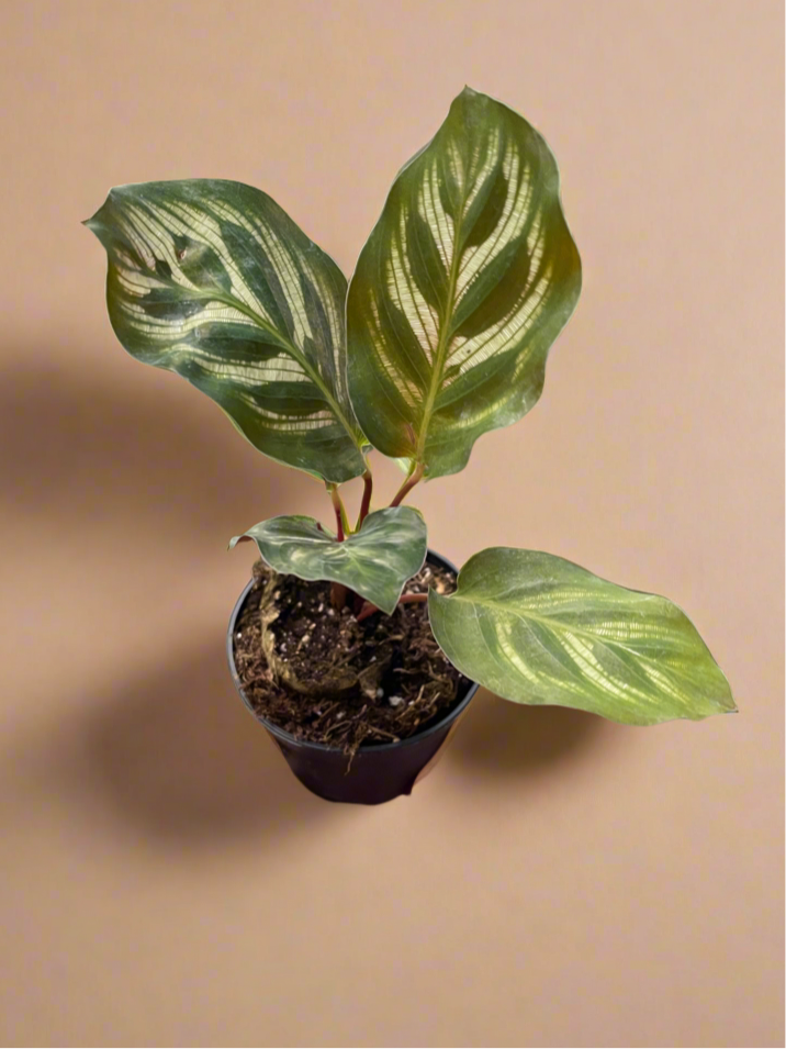 Calathea 'Makoyana'