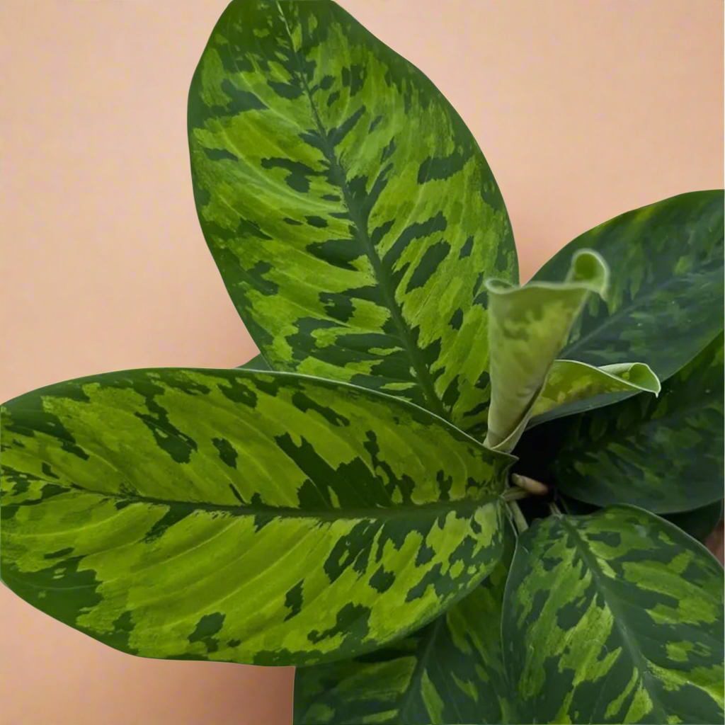 Homalomena ‘Camouflage Wassilii’ - 4” pot