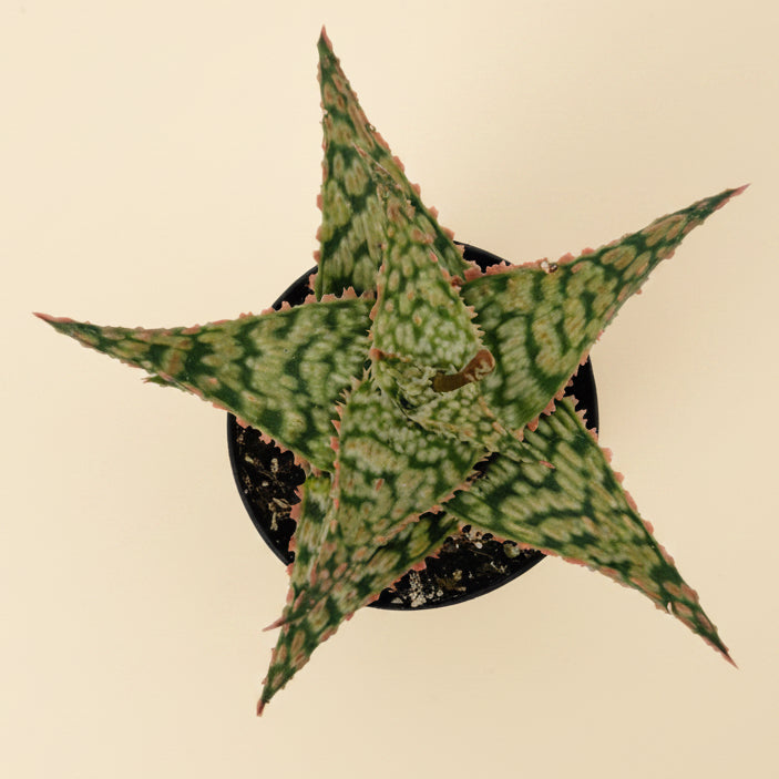Aloe Firecracker | 2.5 inch | Star Aloe Hybrid