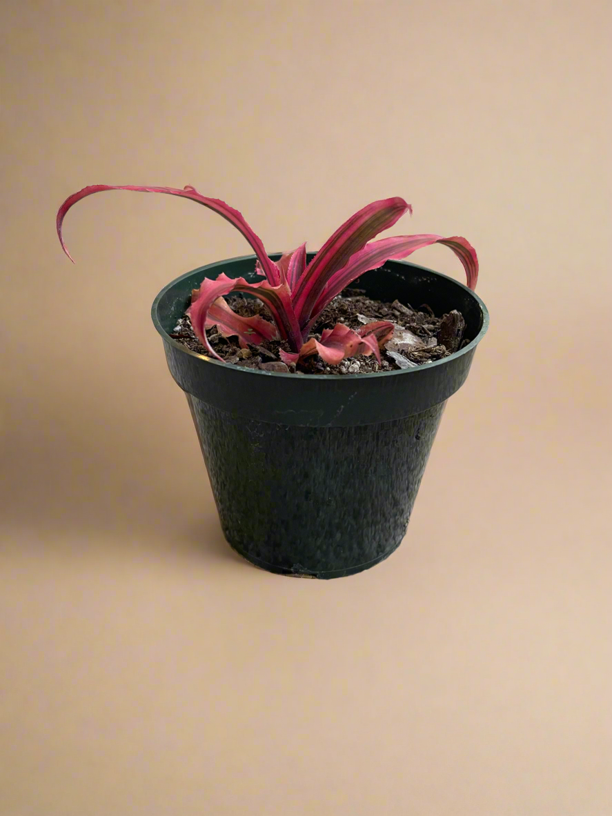 4.5” Red Cryptanthus - Earth Star