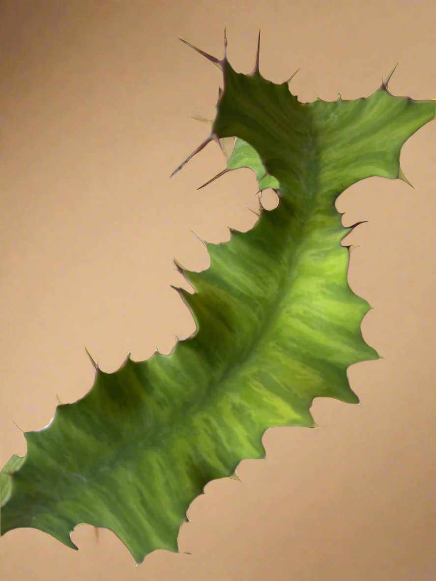 Euphorbia Grandicornis – Cow’s Horn Cactus
