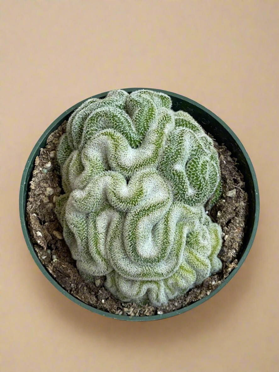 4.5” Mammillaria Microthele Cristata - Brain Cactus
