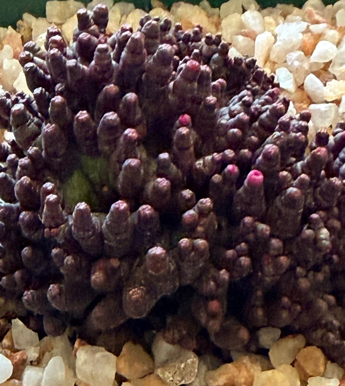 Close-up of a purple succulent plant with a gravel background