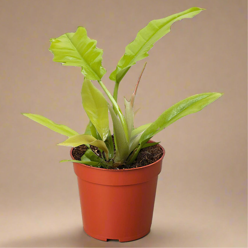 Philodendron 'Golden Crocodile'