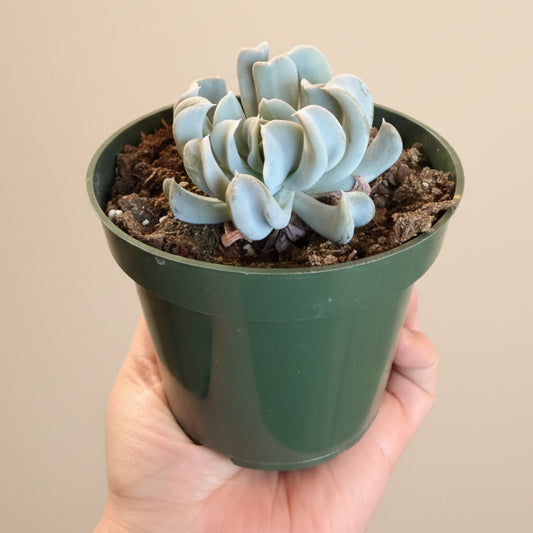 Echeveria Runyonii 'Topsy Turvy' 4.5” pot