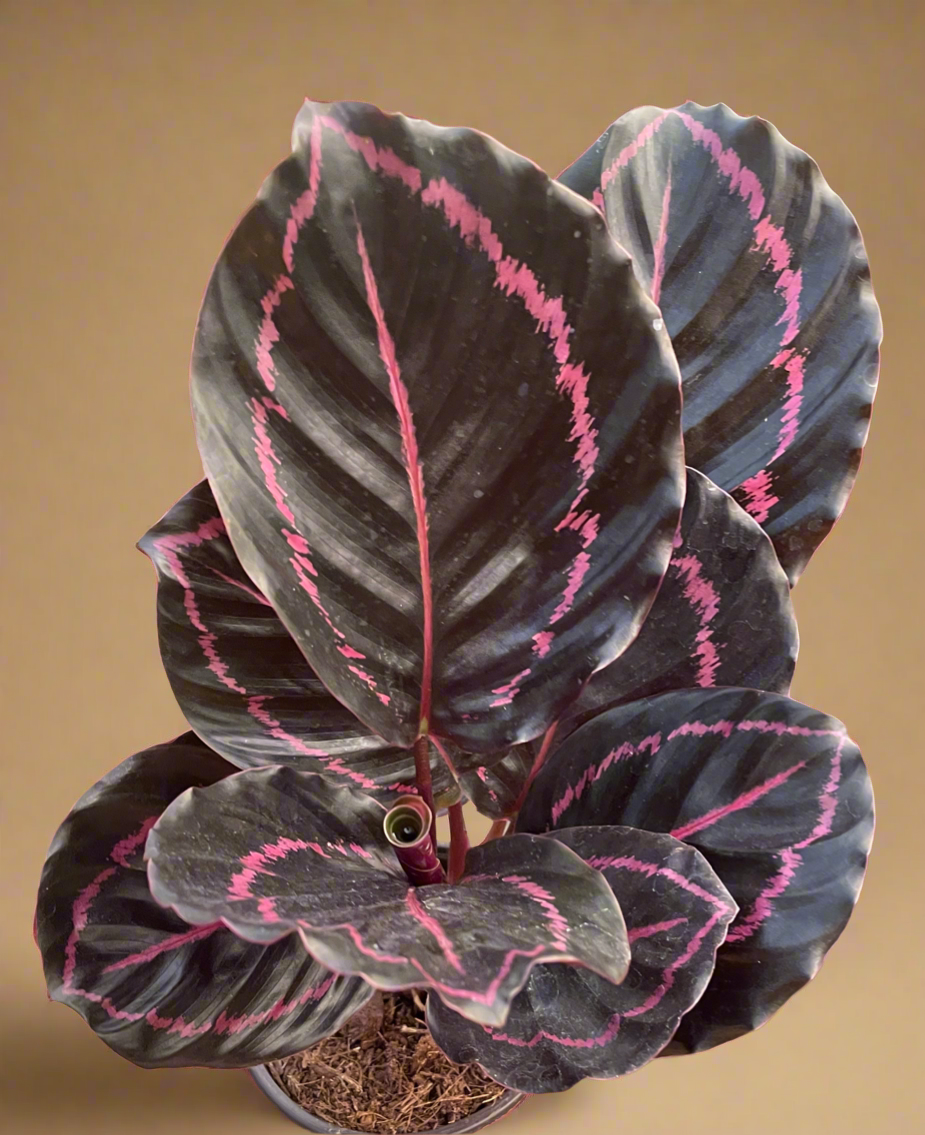 Calathea 'Dottie'