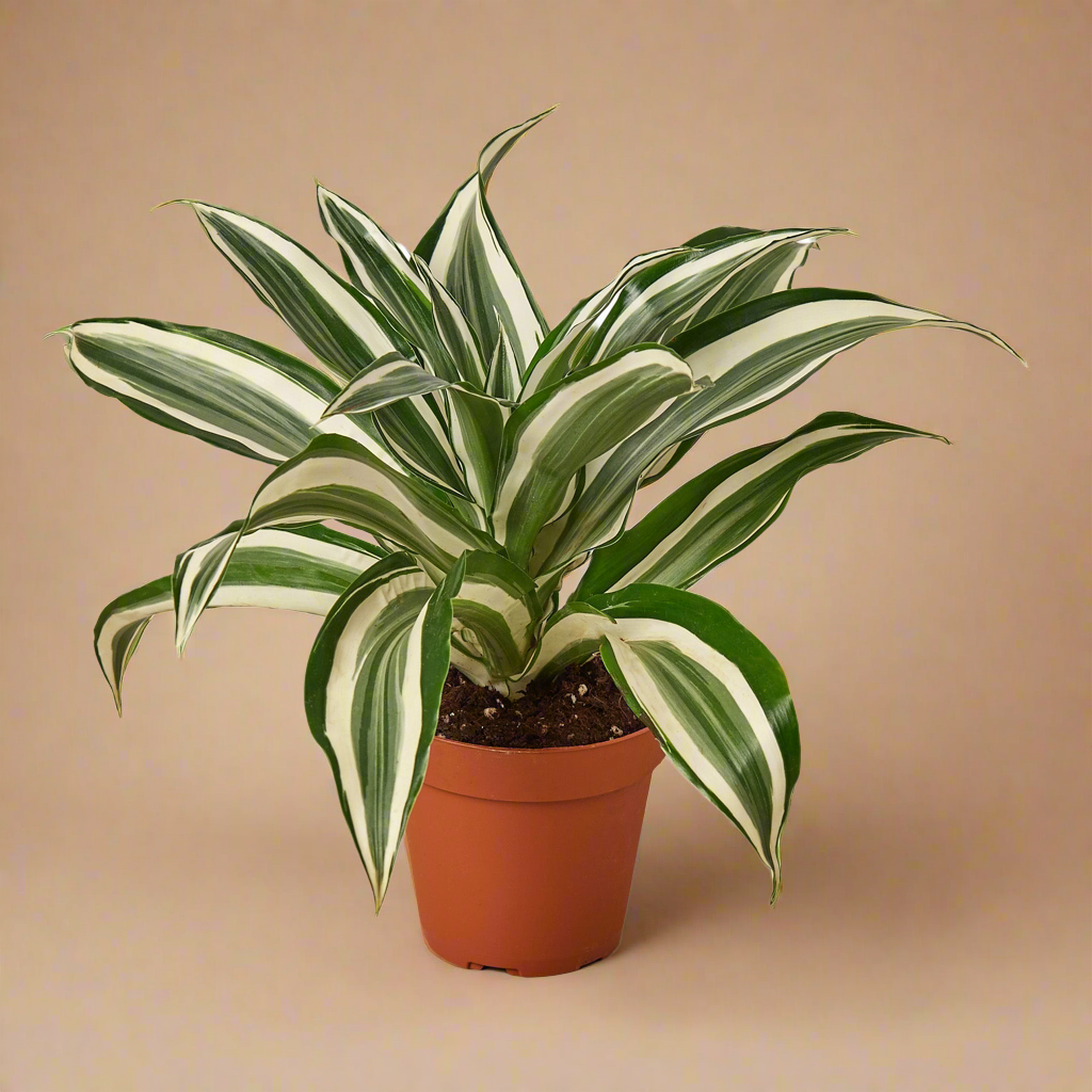 Dracaena 'Warneckii White Jewel'