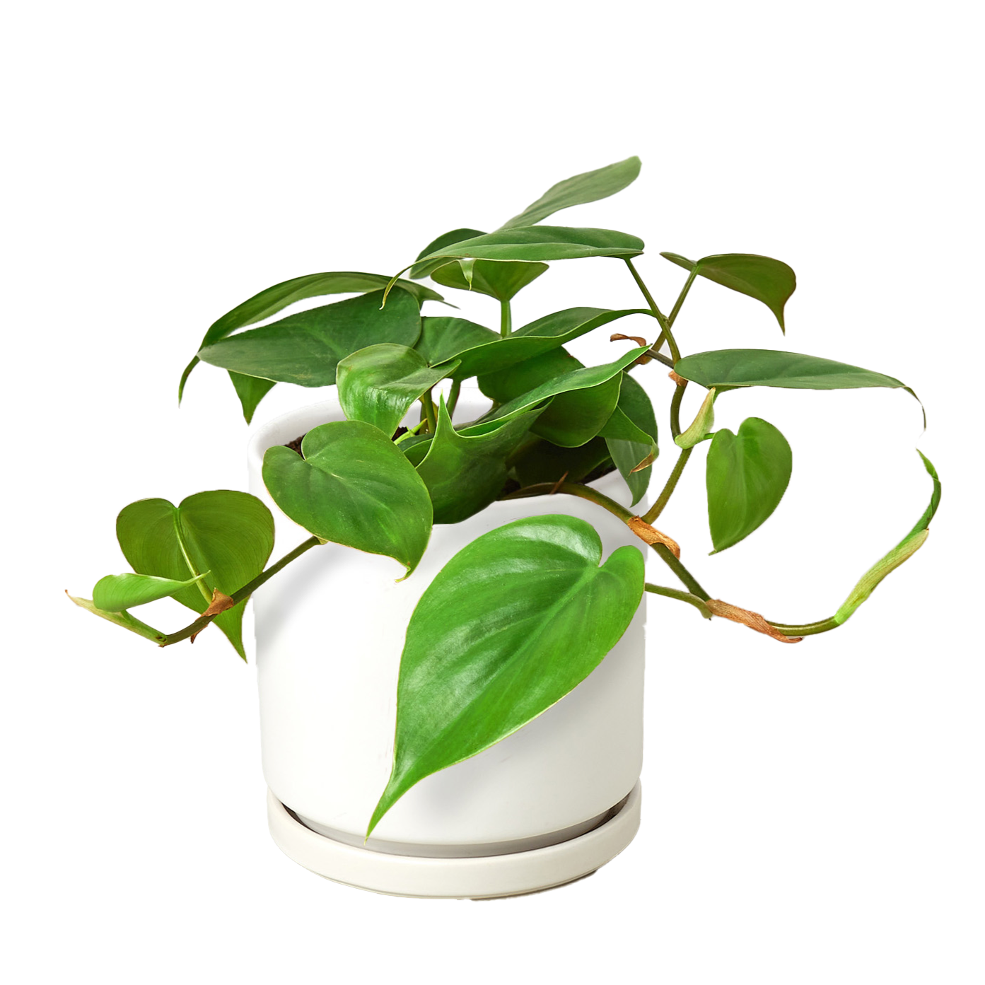 Philodendron Cordatum Heartleaf