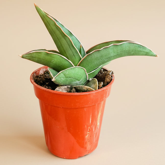 Sansevieria Ehrenbergii