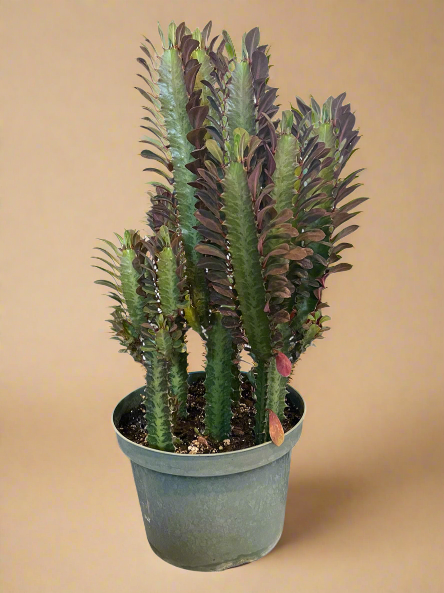 8” Euphorbia Trigona Rubra Large