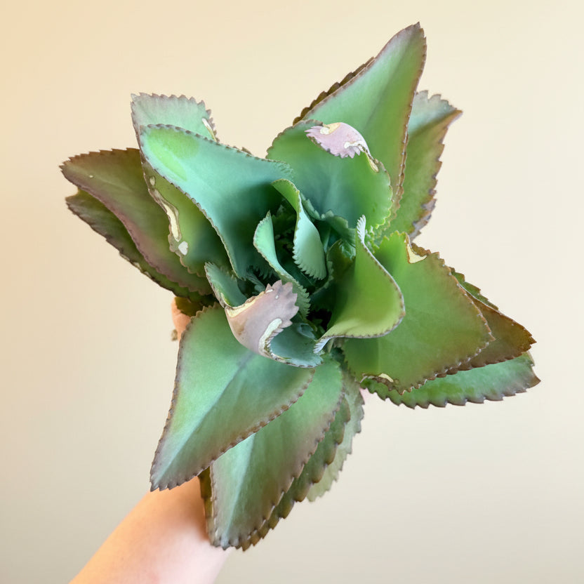 Kalanchoe Daigremontiana - Mother of Thousands 4.5” pot