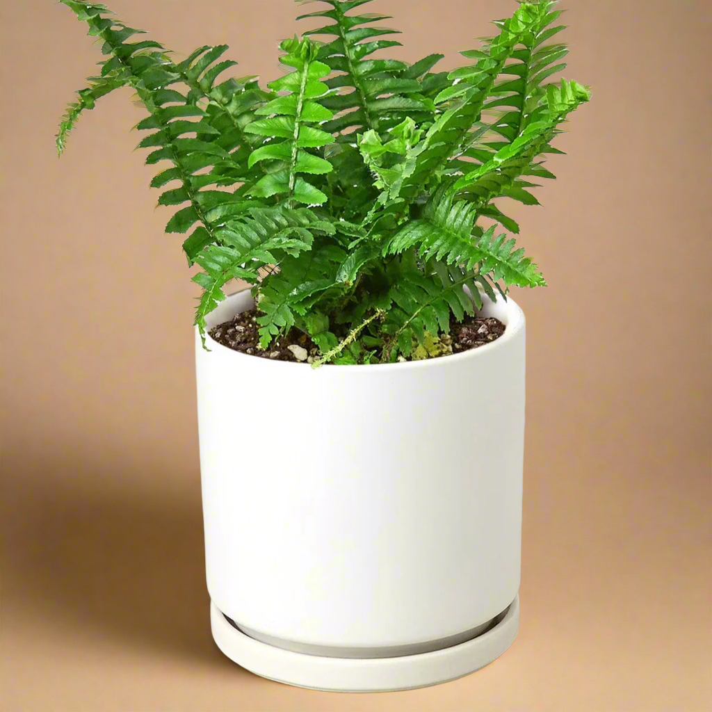 Jester's Crown Fern