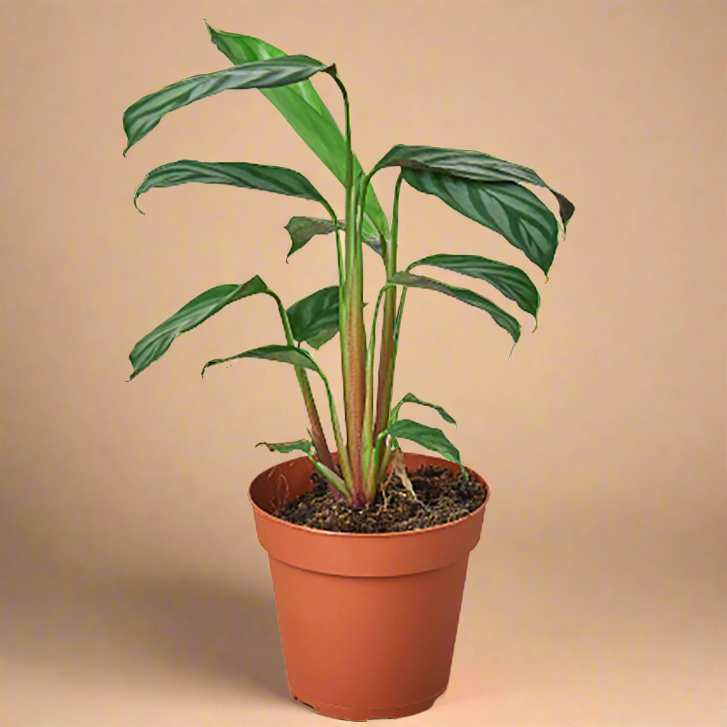 Calathea 'Grey Star'