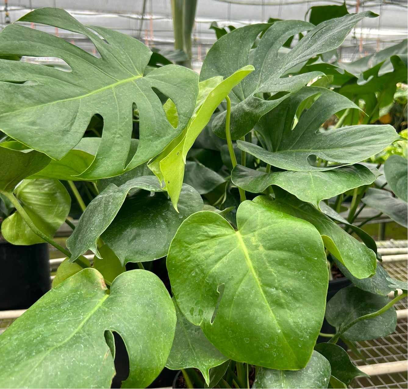Monstera Deliciosa Split-Leaf