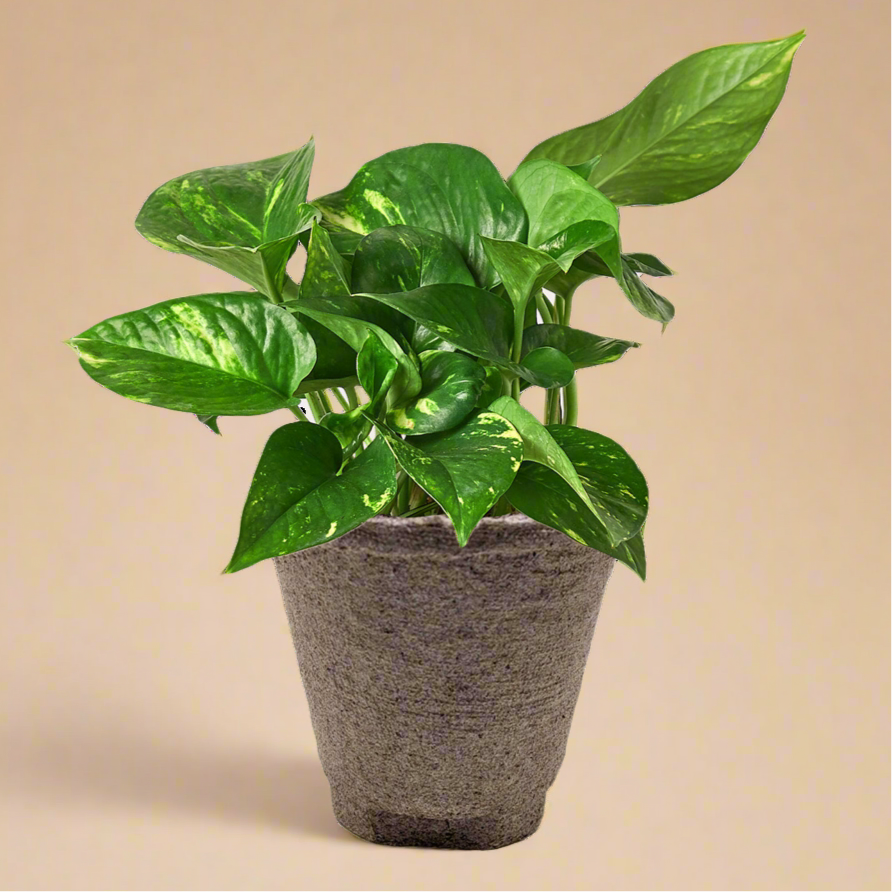 Pothos 'Golden'
