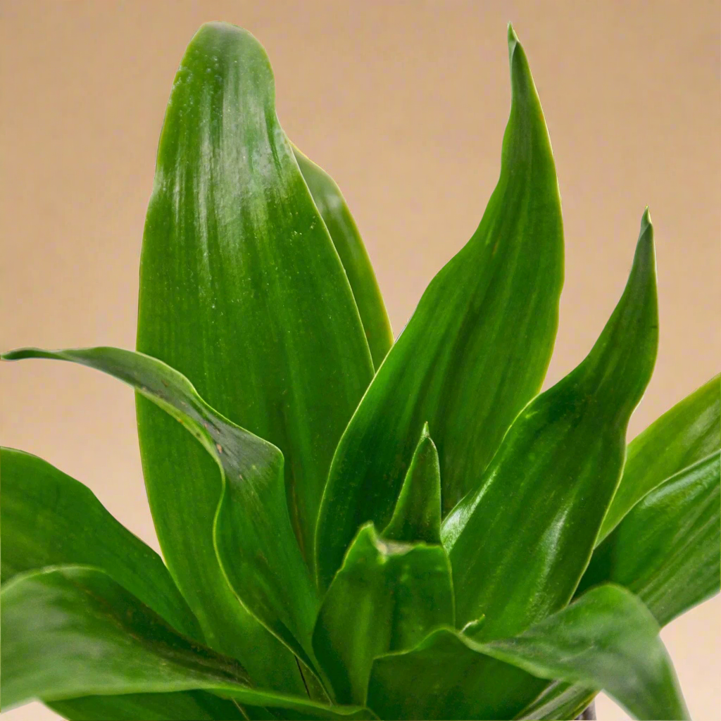 Dracaena 'Janet Craig'