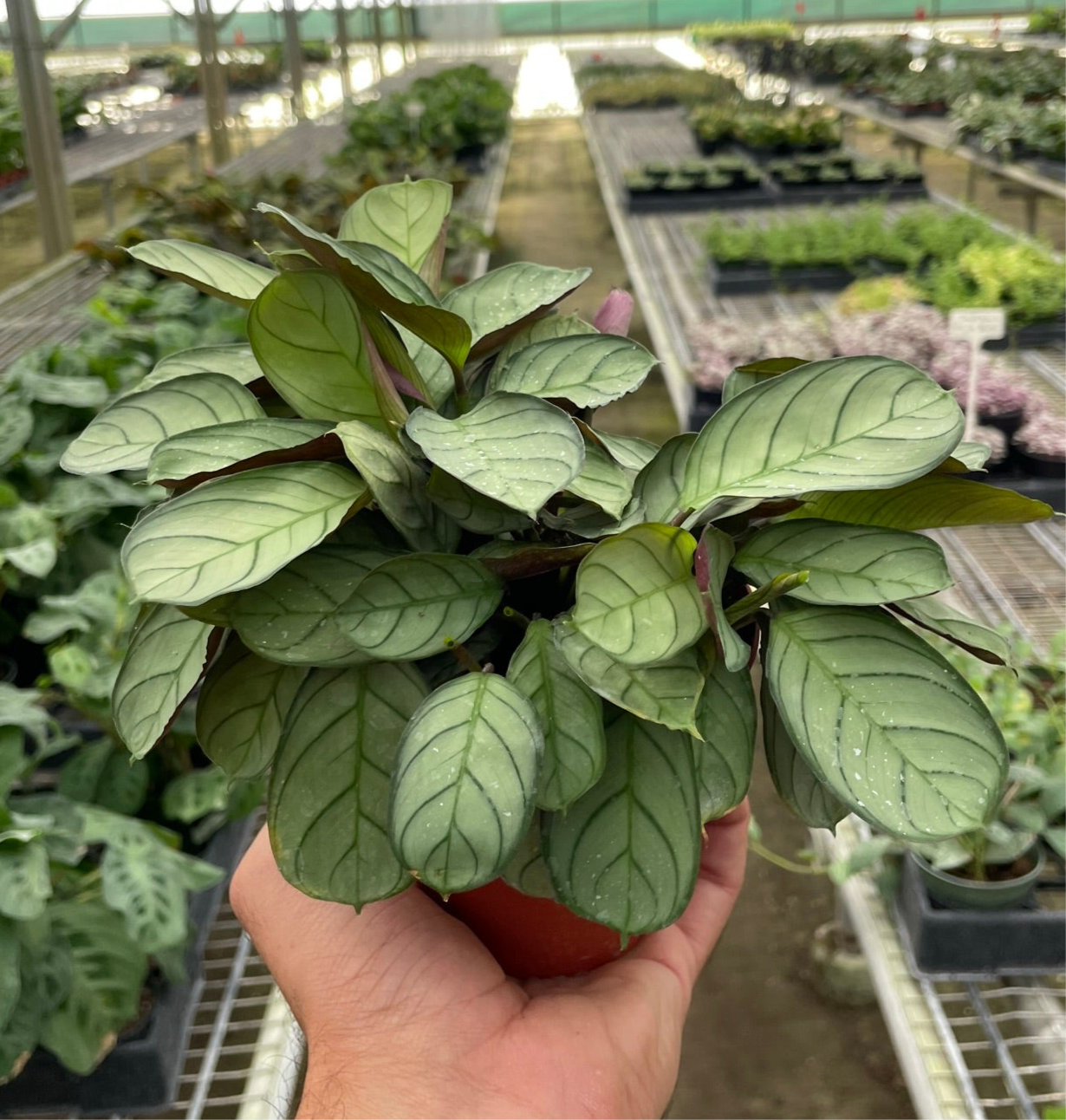 Ctenanthe burle-marxii 'Amagris'