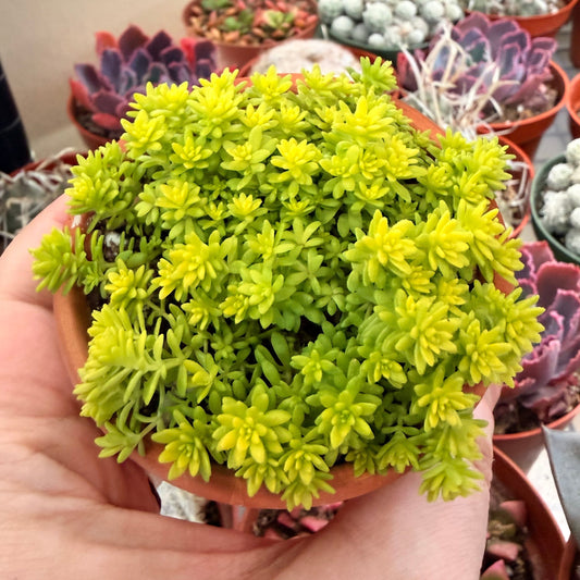 Sedum Golden Stonecrop 2”
