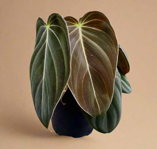 4” Philodendron ‘Melanochrysum’