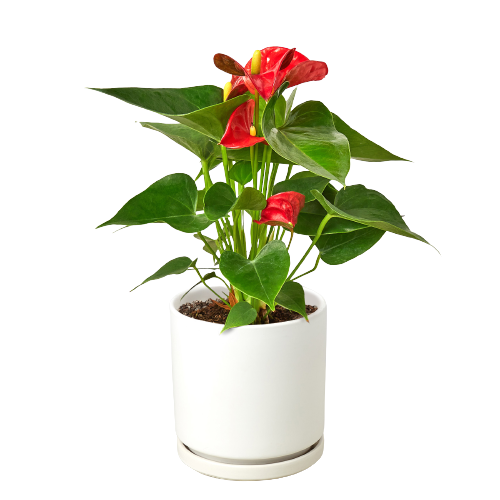 Anthurium Andraeanum ‘Red Flower’