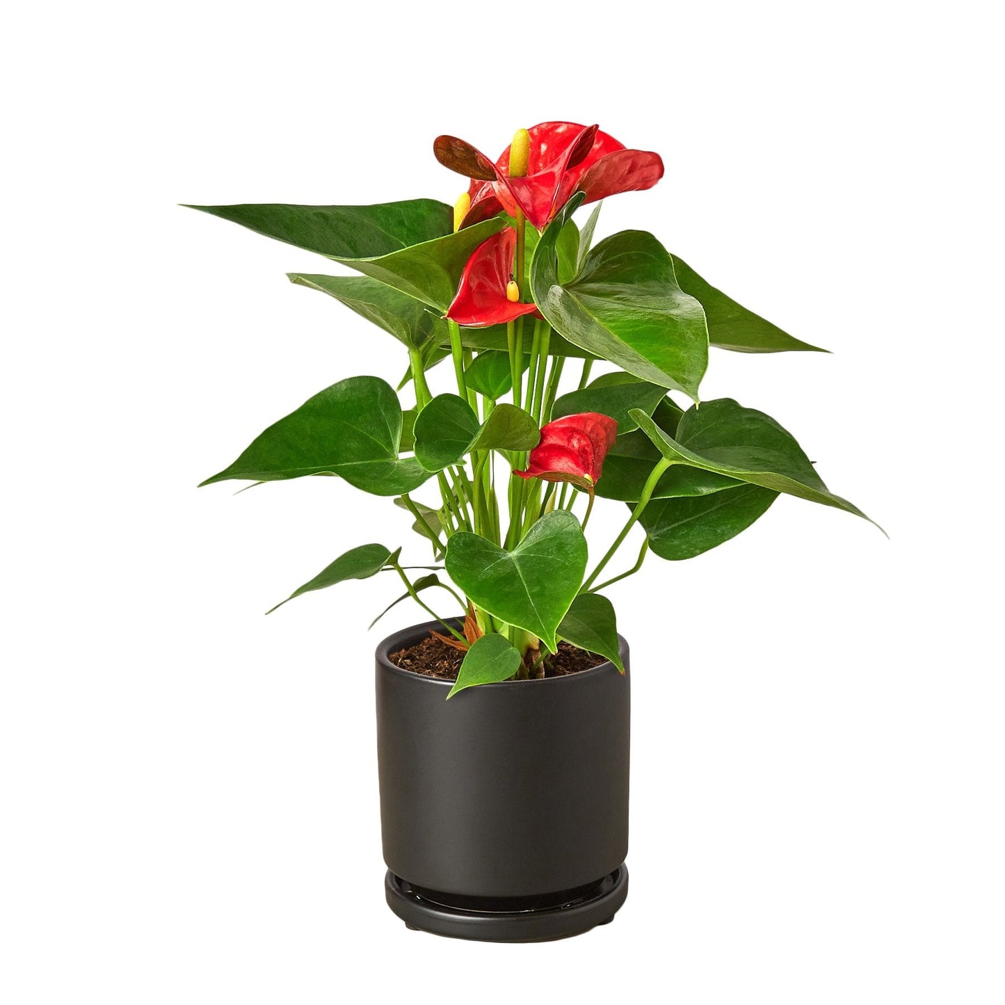 Anthurium Andraeanum ‘Red Flower’