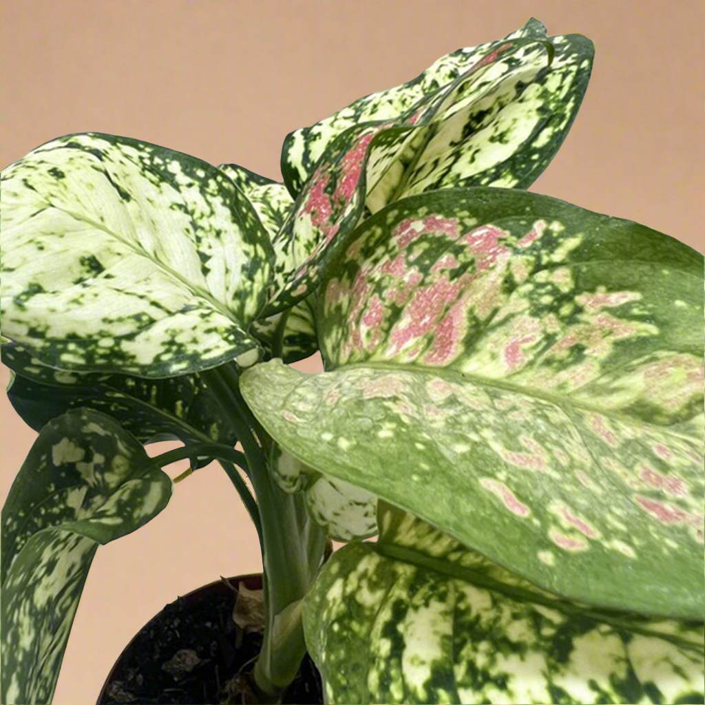 Aglaonema Wishes