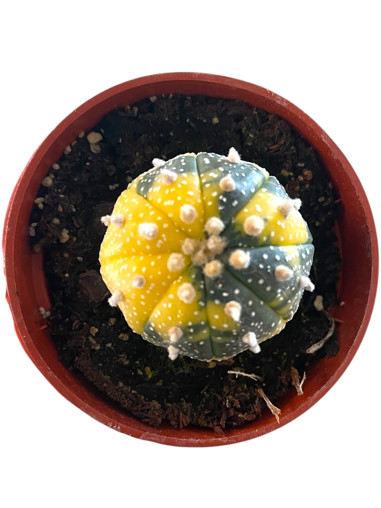 Astrophytum Asterias variegated
