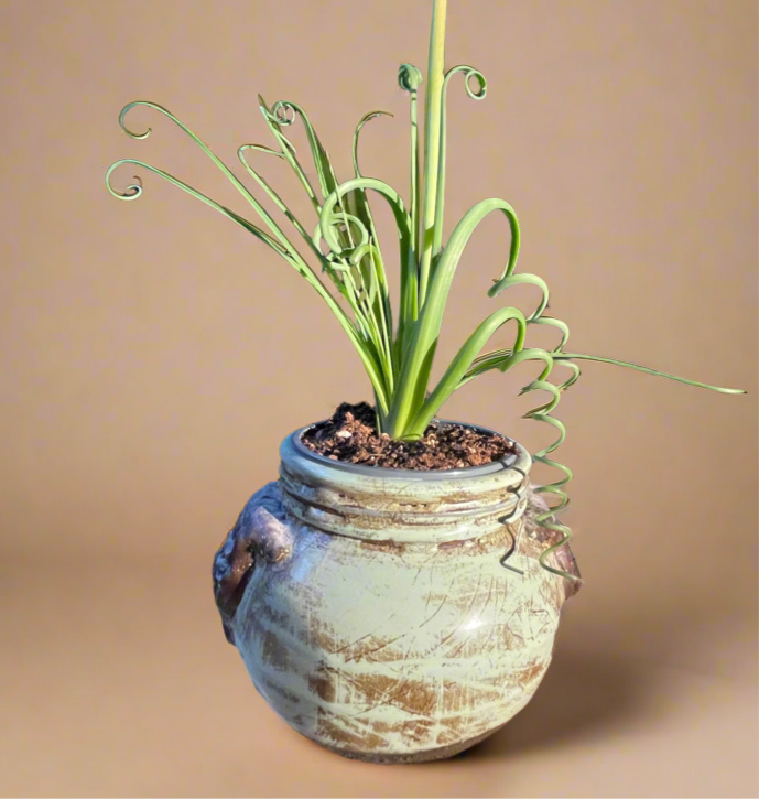 Albuca ‘Frizzle Sizzle’ (Albuca spiralis) – 4” Pot