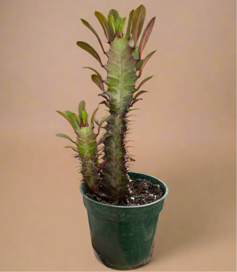 Succulent Euphorbia 'Trigona Rubra'