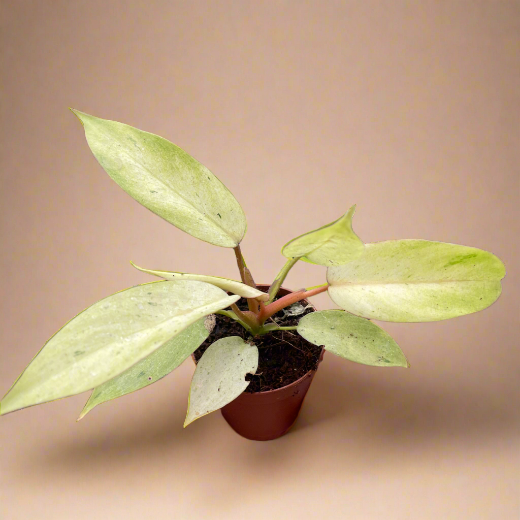 Philodendron 'Snowdrift'